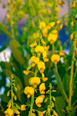 Showy rattlebox (Crotalaria spectabilis) or rattleweed in Coden Alabama