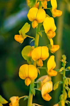 Showy rattlebox (Crotalaria spectabilis) or rattleweed in Coden Alabama