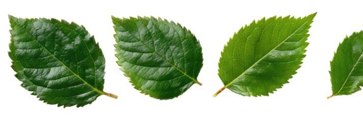 Four vibrant green leaves, edged with a subtle outline, set against a black background