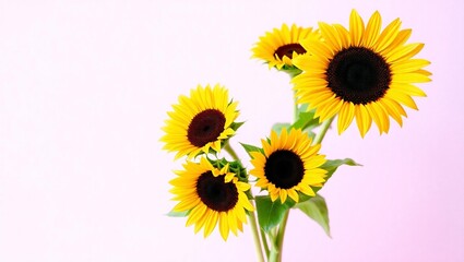 Obraz premium Vibrant yellow sunflowers with dark centers arranged on a soft pink background