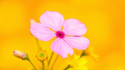 Obraz premium Delicate pink flower with vibrant yellow background macro shot
