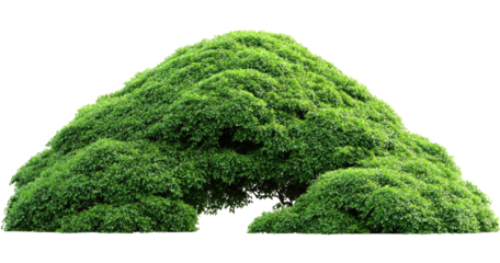 Lush green, sculpted topiary