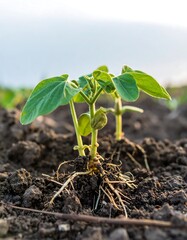 Close-up of young bean sprouts emerging from dark soil