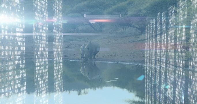 Fototapeta Standing lone rhinoceros reflecting in muddy watering hole, with glowing binary code and lens flare