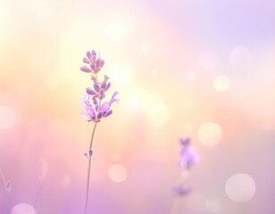 Naklejka premium Close-up Lavender Flower in Soft Light Bokeh