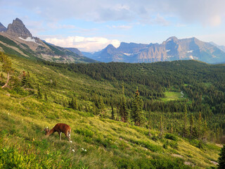 Deer Grazing, Glacier National Park, Montana