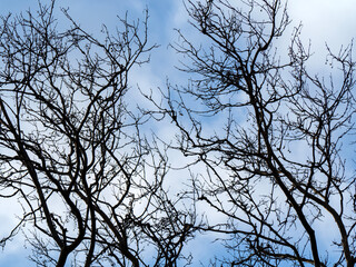 A photograph of the dark and dramatic silhouettes of bare tree branches against a cloudy blue sky creating a moody and atmospheric winter scene