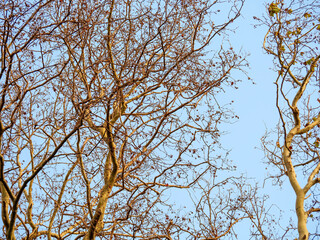 A photograph of bare autumn sycamore tree branches with round seed pods reaching towards a clear pale blue sky showing the seasonal change and beauty of nature