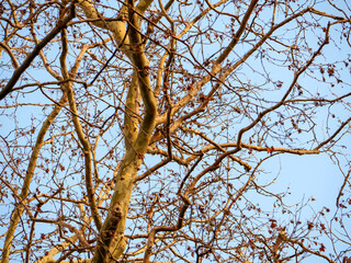 A close up photograph of the warm golden bark and bare upper branches of a large sycamore tree illuminated by sunlight against a soft pale blue and white sky