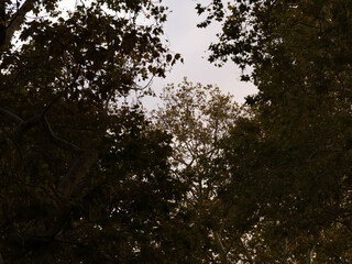 A low angle photograph looking directly up into the very dense and dark canopy of leaves from a large tree creating a feeling of being deep in a forest