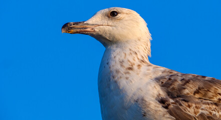 A close up portrait of a seagull with white and grey feathers against a solid and clear bright blue sky showing the detail of the seabird's head and beak