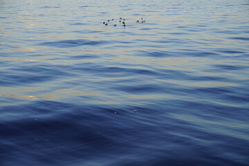 Seaside landscape with birds on the blue water surface in Tokyo, Japan