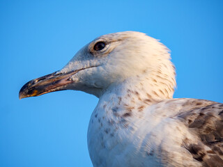 A classic side profile photograph of a seagull's head with its white and grey feathers set against a beautiful and clear solid blue sky on a sunny day