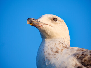 A beautiful portrait of a white and grey seagull looking up against a bright and clear solid blue sky a perfect image of a coastal seabird in its element