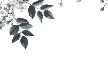Elegant grayscale floral border.  Delicate white blossoms and dark gray leaves create a subtle, botanical design, framing a black background