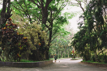 Obraz premium A person and their dog walk along a quiet, tree-lined path in a botanical garden, surrounded by lush tropical foliage and dappled sunlight