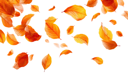 Falling autumn leaves, orange and peach tones, on a black background