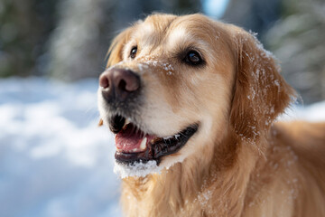 Fototapeta premium Golden Retriever in a peaceful snowy forest 