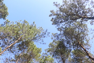 Lush Green Trees Against Clear Blue Sky Overhead View