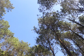 Green Pine Trees Against Clear Blue Sky Overhead View