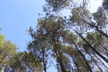 Tall Green Trees Against Clear Azure Sky Landscape