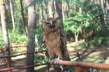 Brown Owl Perched on Branch in Lush Green Forest