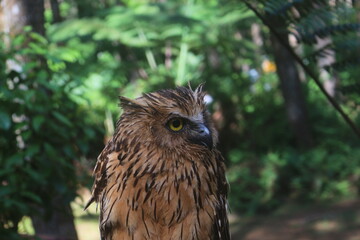 Brown Owl Perched in Forest with Intense Yellow Eyes