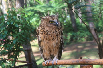 Brown Owl Perched on Wooden Branch in Green Forest