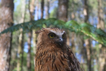 Striking Brown Owl Portrait in Green Forest Natural Setting