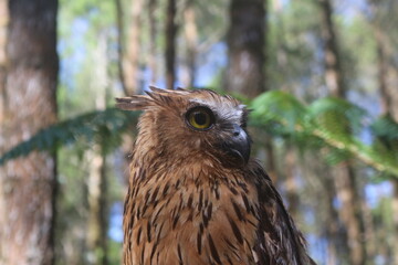 Brown Owl Portrait Looking Right in Forest Landscape