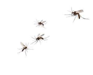 Four insects, likely mosquitos, in flight against a black background.  Detailed wings and body structures