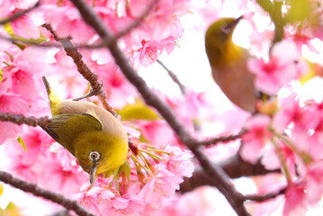 Two Japanese white-eyes feeding on cherry blossoms