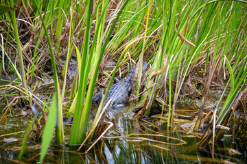A large, powerful, leathery adult alligator basking in the sun in a marsh. The semi-aquatic reptile has a muscular body with a broad, flat head and a U-shaped snout. The skin has dark grey scales. 