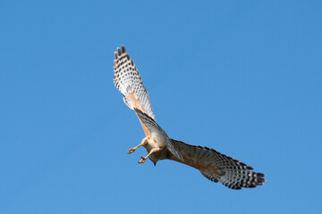 A  red sharp shinned hawk flying through the bright blue sky. The bird has a long tail, small rounded head and short wings. Its wings are spread wide, exposing its streaked reddish-brown feathers.
