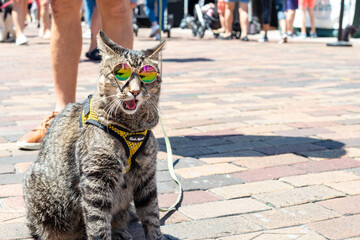 A black, brown, grey and yellow striped-toned cat wearing purple round metal-rimmed glasses. The...