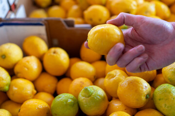 The hand of a caucasian man holding a bright yellow lemon. There's a bin of lemons in the background with various shades of green and yellow. The tropical fruit is for sale at a farmer's market. 