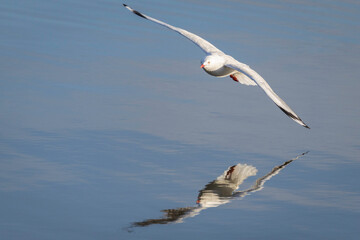 Silver Gull (Chroicocephalus novaehollandiae) flying, Canberra, ACT, August 2025
