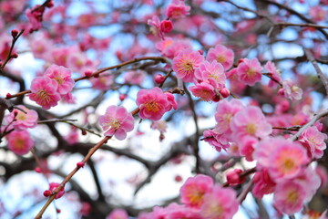 Close-up of pink plum blossoms in full bloom
