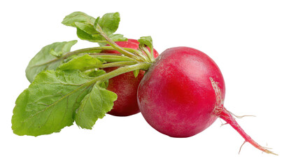 Two vibrant red radishes with fresh green leaves