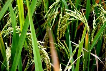The rice plants or oryza sativa that have started to bear fruit and grow well with green leaves in a rice field area