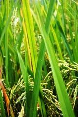 The rice plants or oryza sativa that have started to bear fruit and grow well with green leaves in a rice field area