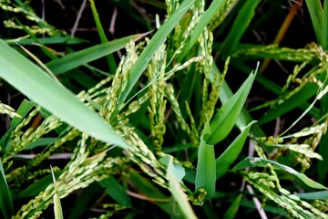 The rice plants or oryza sativa that have started to bear fruit and grow well with green leaves in a rice field area