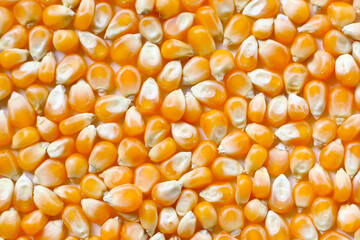 Yellow raw unpopped popcorn kernels