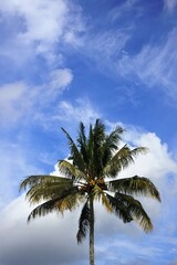Coconut plants or cocos nucifera grow in abundance, towering high with blue sky and white clouds as the background that adorn in the morning.