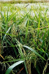 The rice plants or oryza sativa that have started to bear fruit and grow well with green leaves in a rice field area