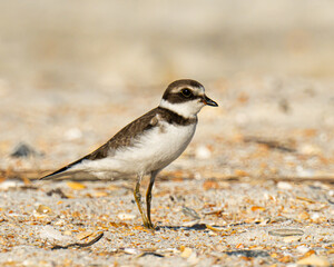 Close up of a semipalmated plover