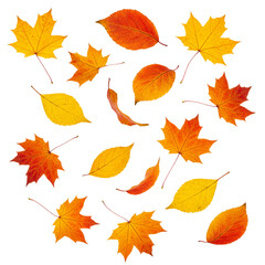 falling leaves isolated on white background  
