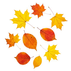 falling leaves isolated on white background  
