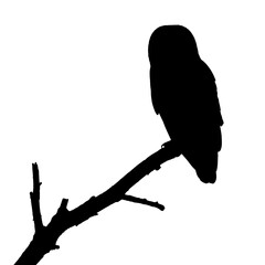 owl perched on tree branch silhouette isolated on white background, wildlife bird symbol for night, wisdom, and nature design
