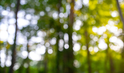 Blurred nature backdrop. Blur forest background. Greenery summer nature blur background. Green blur environment. Blurry green leaves in forest. Nature pattern with leaves. Blurred of greenery nature.